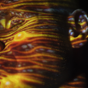 成人做爰88片免费观看
